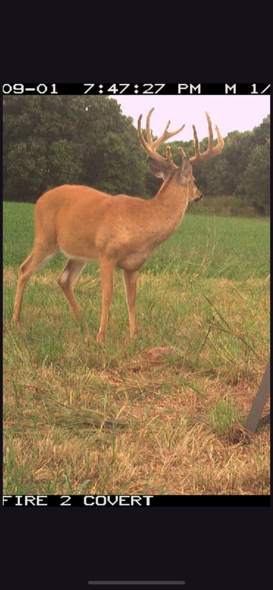 Kansas whitetail hunt at Double D Whitetail Ranch