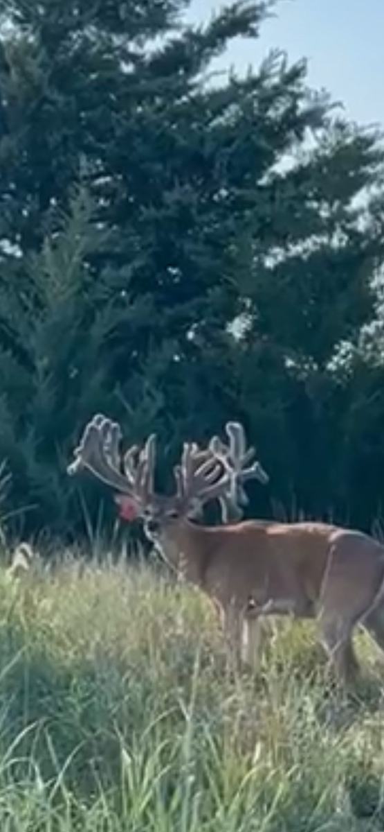 Kansas whitetail hunt at Double D Whitetail Ranch