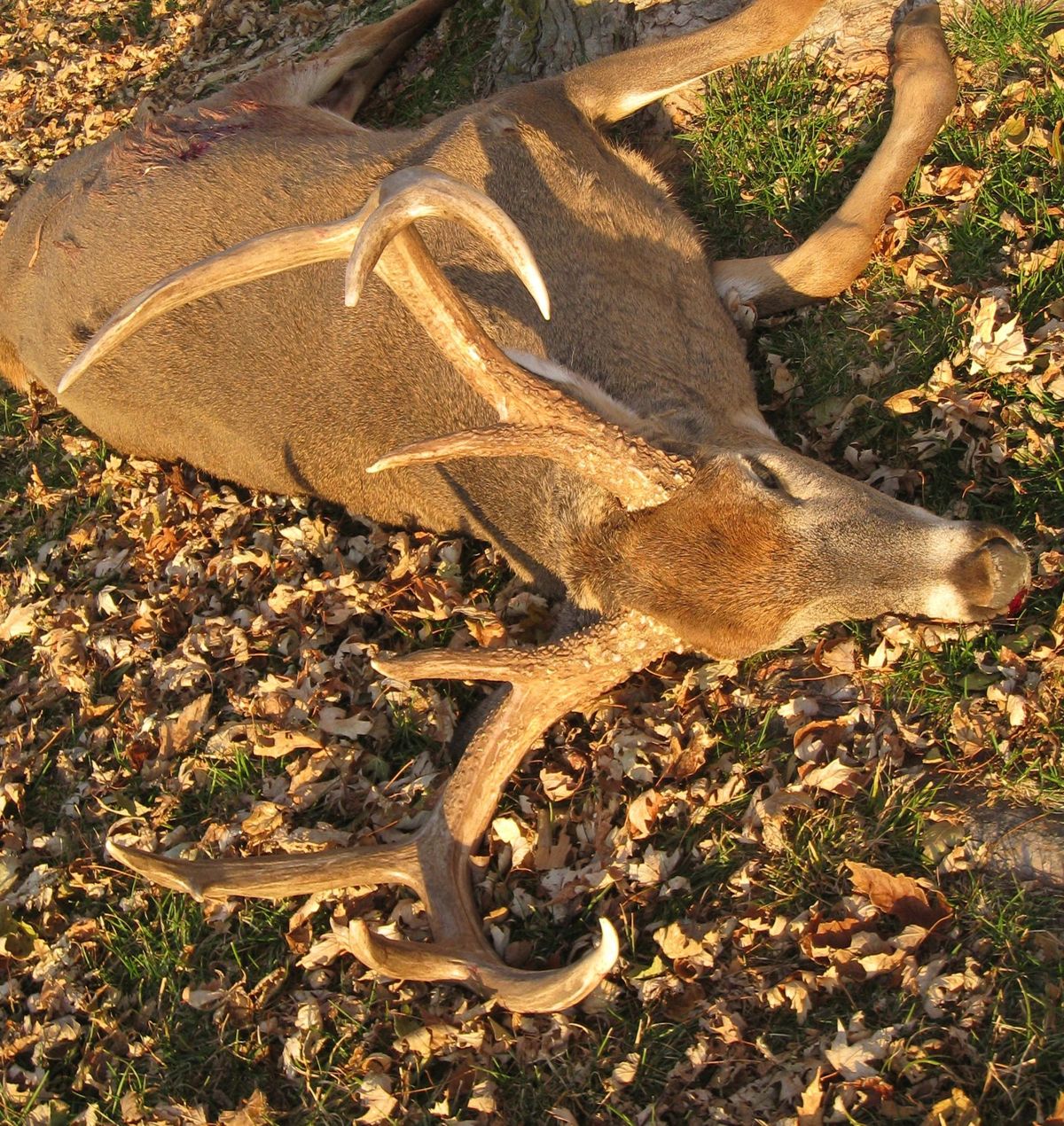 Hunter kneeling with a buck at dusk