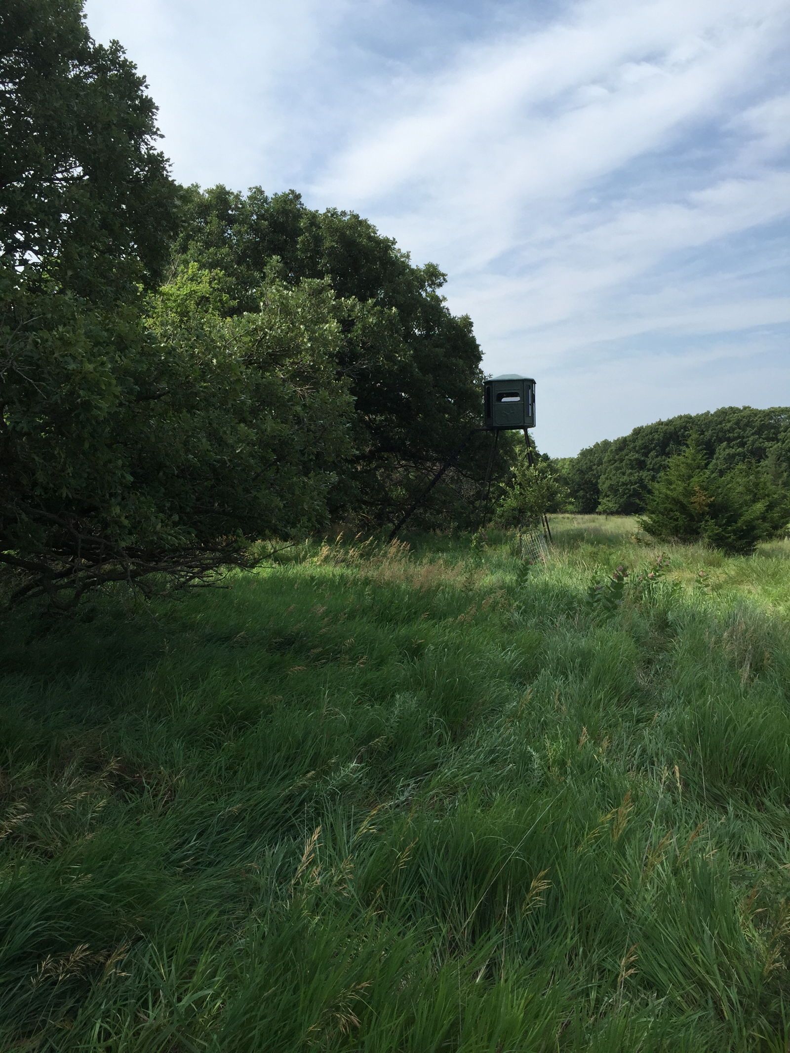 Food plots and native cover across the ranch