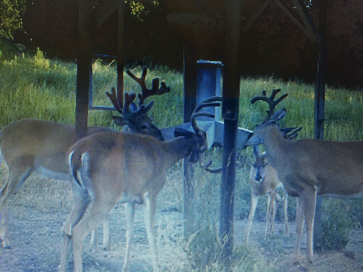 Mature whitetail buck