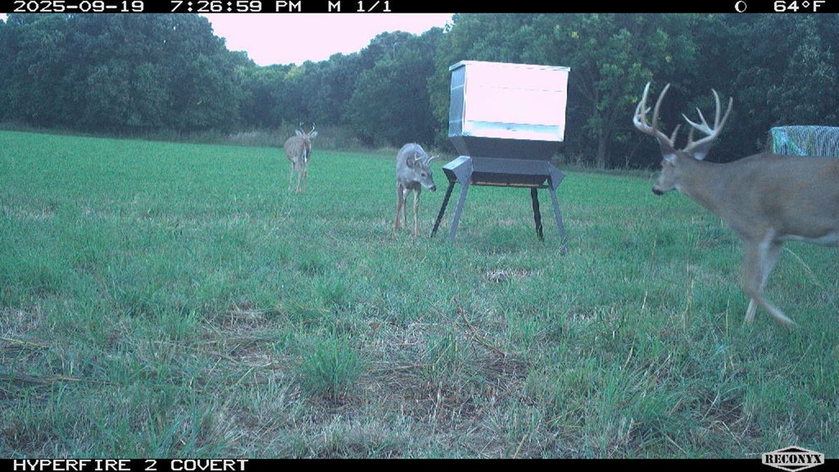 Whitetail buck on the property
