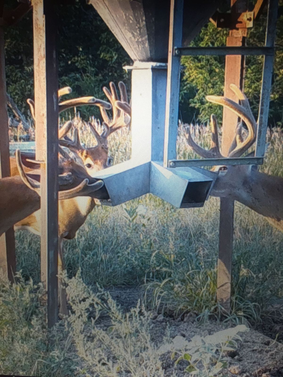 Elevated blind overlooking ranch habitat