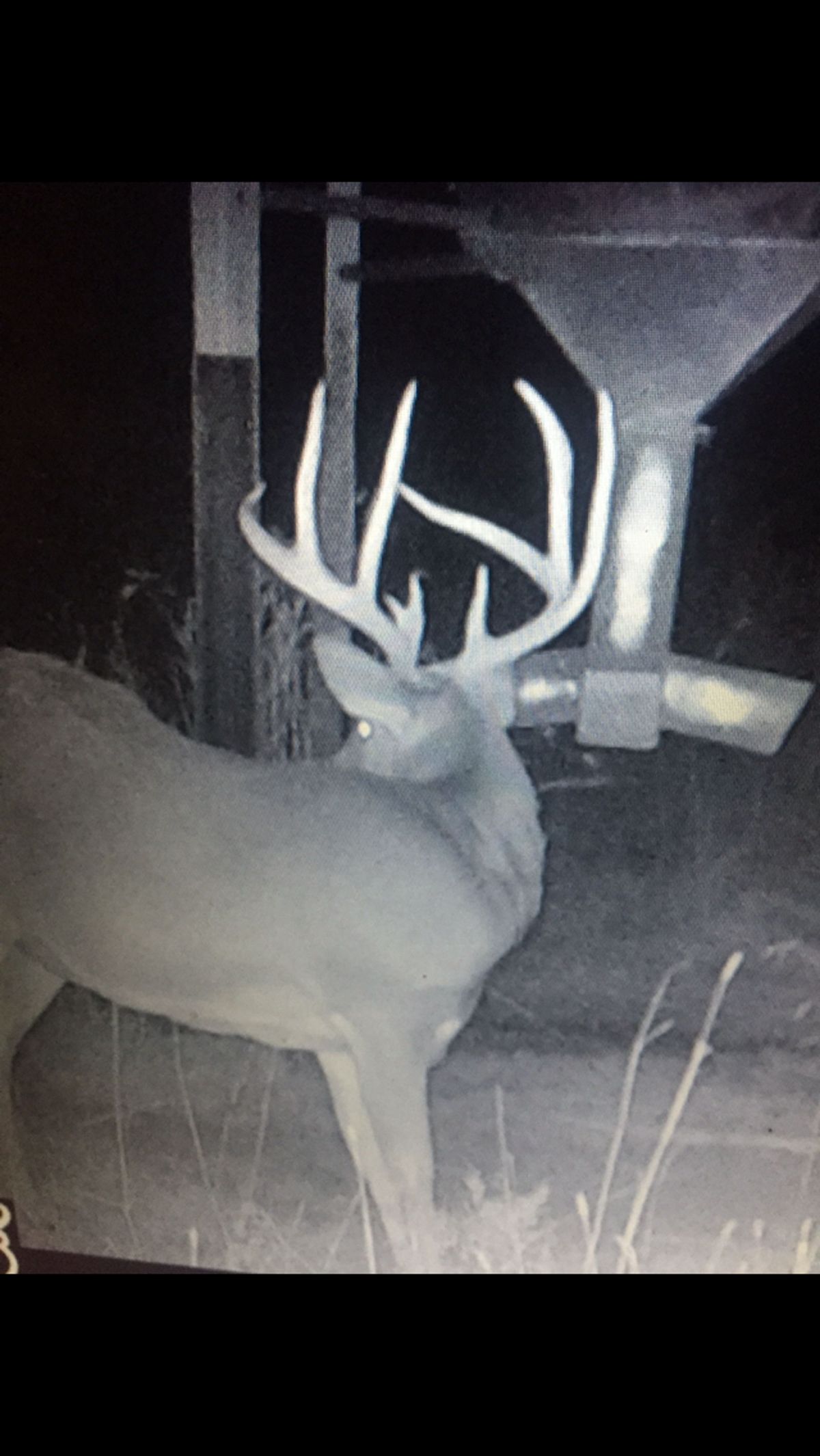 Heavy-racked Kansas whitetail buck