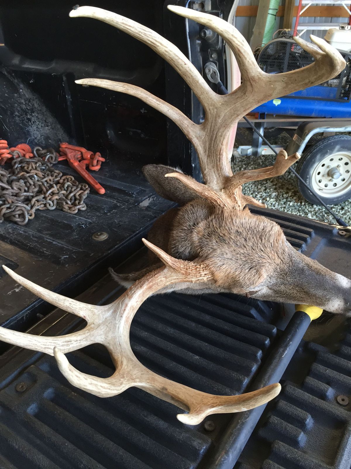 Wide trophy whitetail rack