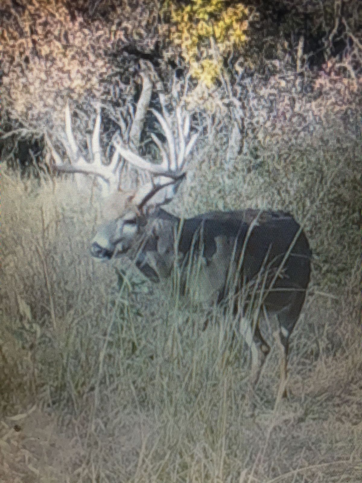 Whitetail in a managed food plot at the ranch
